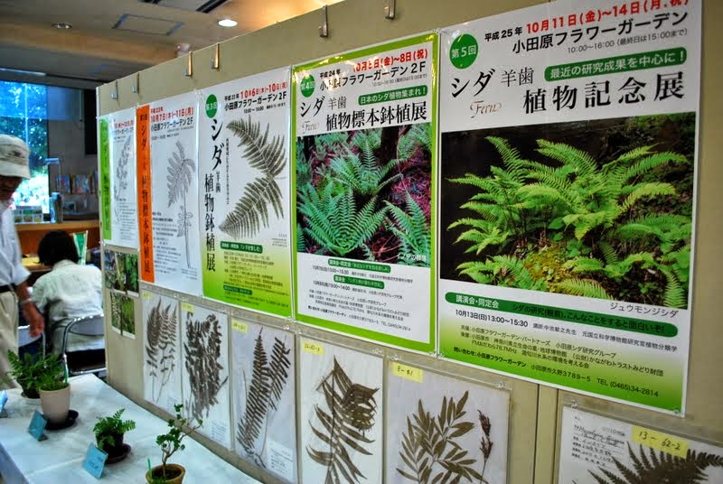 小田原フラワーガーデンへシダ 羊歯 植物記念展に行ってきました ボタニカログ