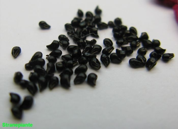 [Epithelantha-micromeris-seeds2.jpg]