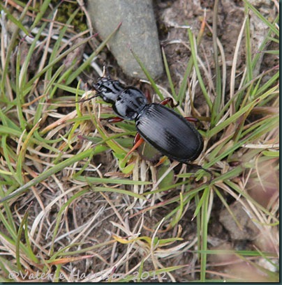51 Black Clock Beetle-Pterostichus-madidus
