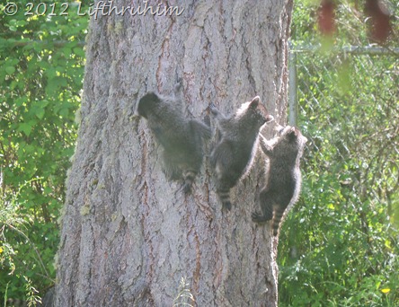 Three baby raccoons climbing a tree.