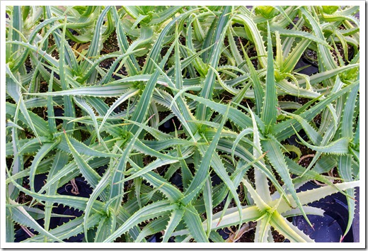 120929_SucculentGardens_Aloe-arborescens-variegata_04