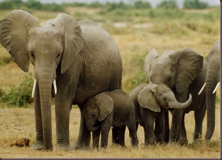 Amazing Animals Pictures Elephant (8)