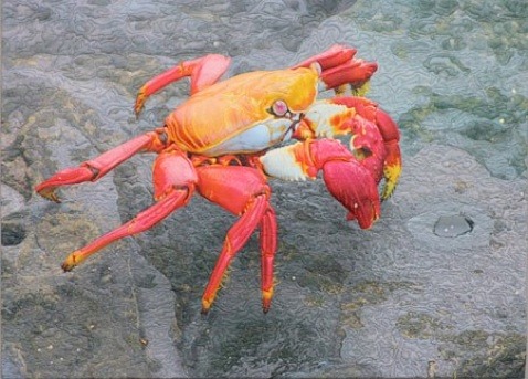 [Sally-Lightfoot-Crab-450px%255B2%255D.jpg]