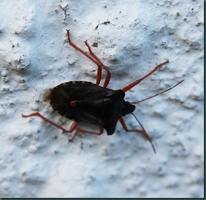 Forest Bug-Pentatoma-rufipes