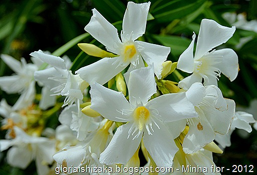 Glória Ishizaka - minhas flores - 2012 - 12