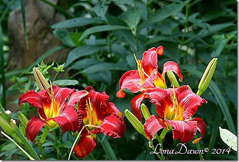 Lily Fest Reds
