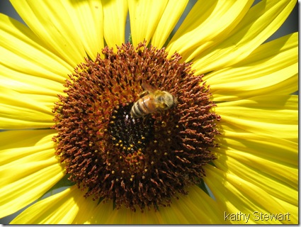 Honey Bee on Sunflower