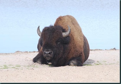 bison at the beach3