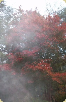 red maple in fog 2