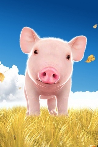 Baby-pig-f