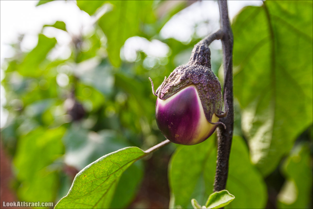 Сельскохозяйственная школа Хава бе-Эден | Hava be-Eden farm | LookAtIsrael.com - Фото путешествия по Израилю | חווה בעדן