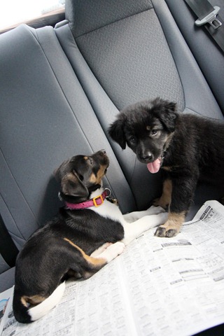 [IMG_0134%255B4%255D.jpg]