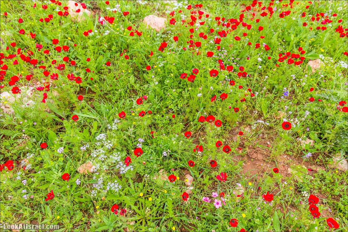 LookAtIsrael.com - Ручей (нахаль) Талкид | Nahal Talkid | נחל תלקיד