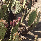 Prickly-pear Cactus