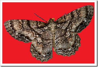 moth4 moth4