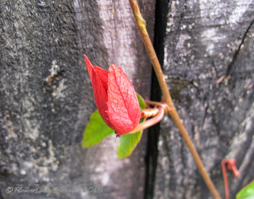 [01-23-red-passion-flower%255B4%255D.jpg]