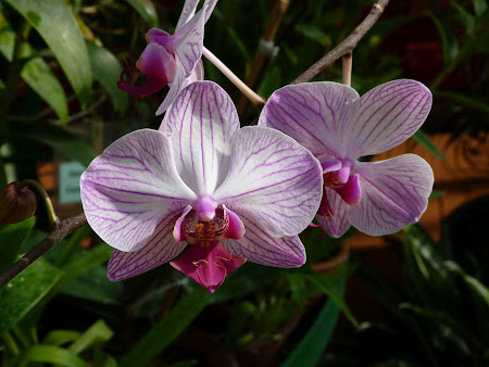 Orhidee Sri Lanka in gradina botanica
