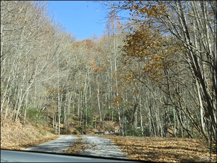 bare trees on road to Brasstown Bald