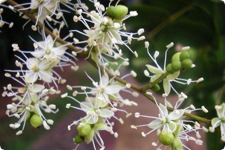 [Copaiba%255B2%255D.jpg]