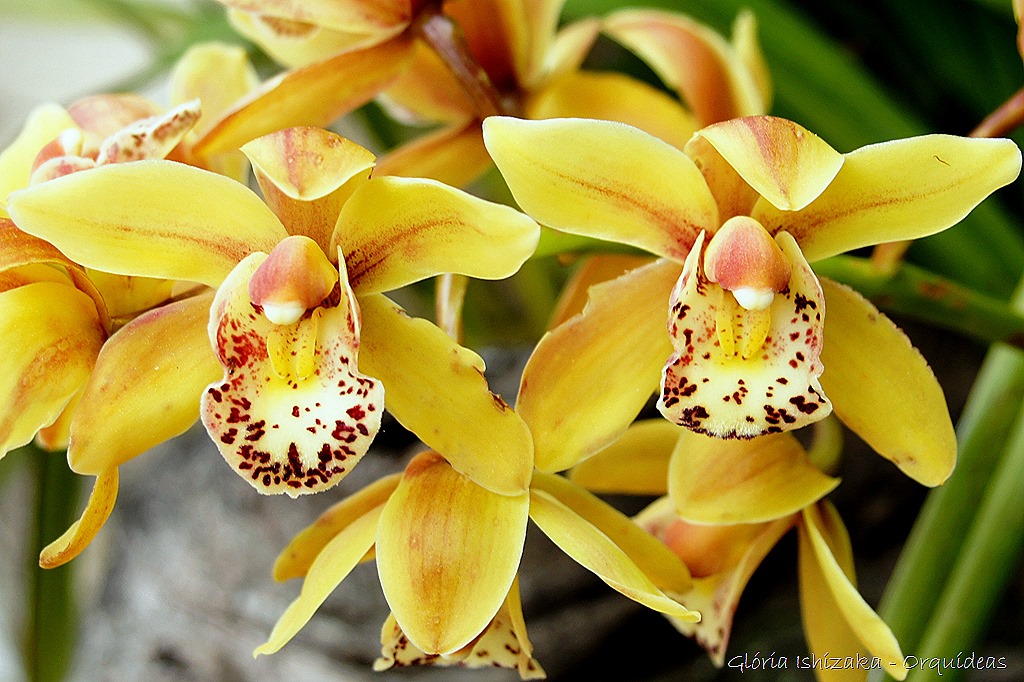 [Glria-Ishizaka---orquideas-3110.jpg]