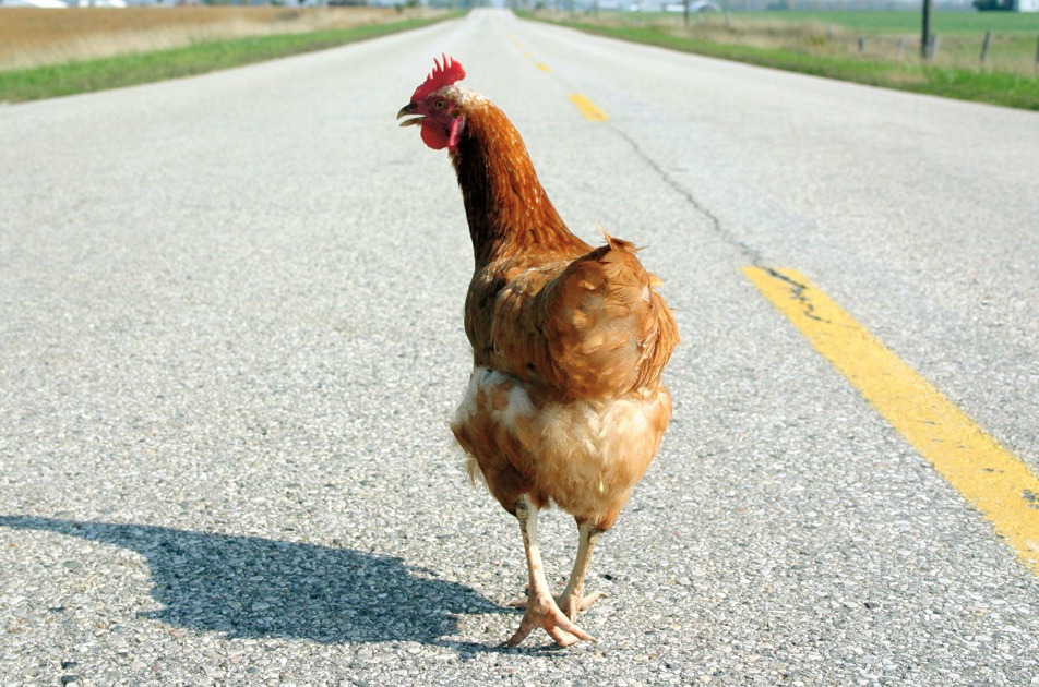 [chicken-road-foodie-getaways%255B4%255D.jpg]