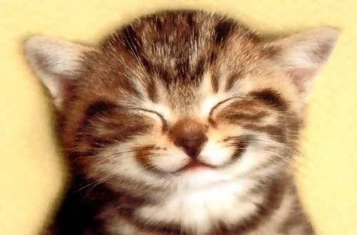 [kitten_smile-1611%255B3%255D.jpg]