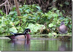 Male and female wood ducks on Silver River