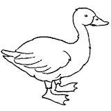 anatra.jpg