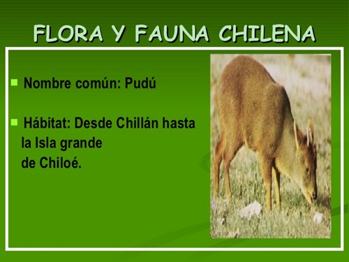 flora y fauna chilena (2)