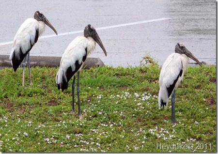 3 Wood Storks