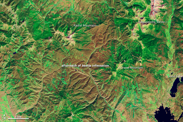 The Thematic Mapper on Landsat 5 acquired this image of lodgepole pine forests near Grand Lake, Colorado on 28 September 2011, after a severe bark beetle infestation led to die-off of the tree canopy. NASA Earth Observatory image created by Robert Simmon, using Landsat data provided by USGA