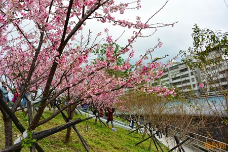 0202 002 -  內溝溪賞櫻步道
