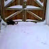 Funny dogs and cats playing in the snow Funny animal compilation
