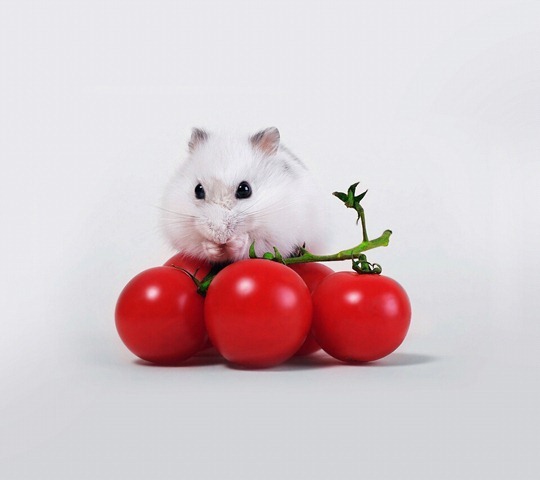 Tomato and Mice_33581295