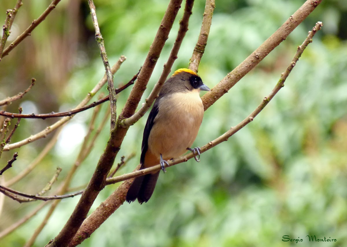 Tiê-de-topete (Black-goggled Tanager)