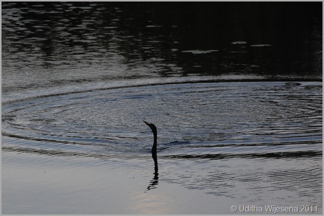 DSC_0095 DSC_0095