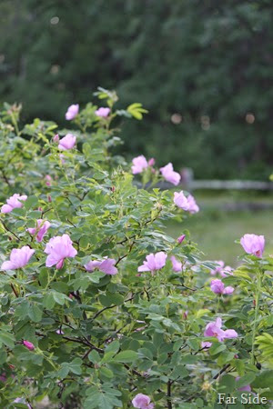 Wild Roses two