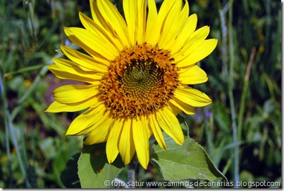1112 Temisas-S.Lucía(Girasol) 1112 Temisas-S.Lucía(Girasol)