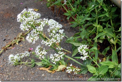 0693 Pinos Gáldar-Agaete(Valeriana-Milamores) 0693 Pinos Gáldar-Agaete(Valeriana-Milamores)