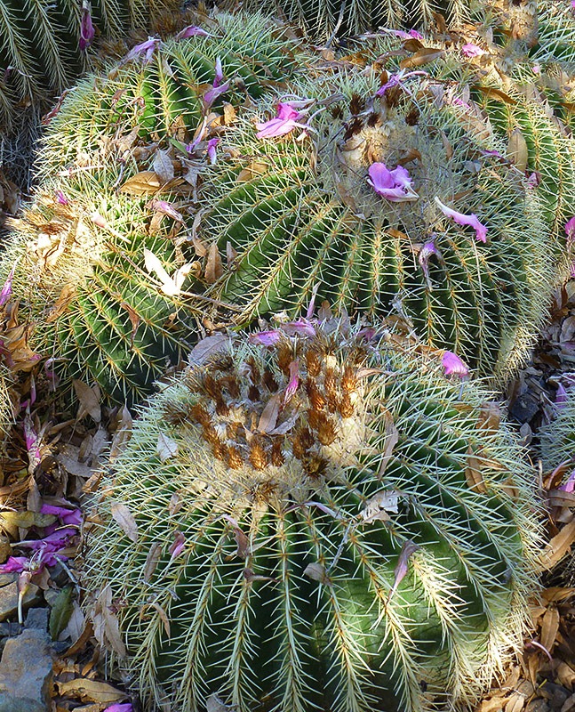 [111008_rbg_Echinocactus-grusonii-with-petals-from-Ceiba-speciosa%255B7%255D.jpg]