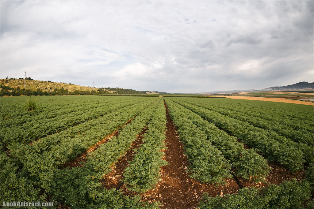 LookAtIsrael.com: Фото-блог о путешествиях по Израилю. Тель Авив, Иерусалим, Хайфа А это поле хумуса 