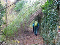tunnel di bambu