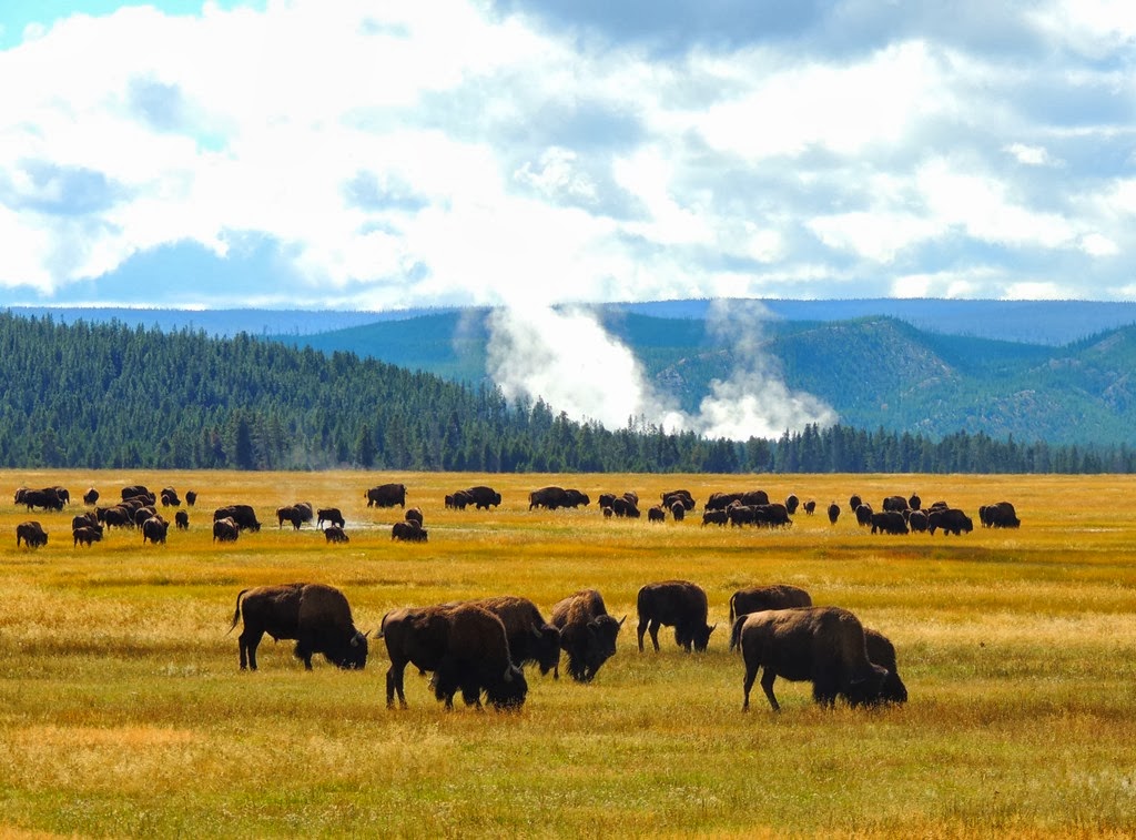 [bison%2520meadow%2520with%2520steam%2520ponds%255B4%255D.jpg]