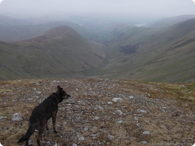 the nab, the dog, getting misty