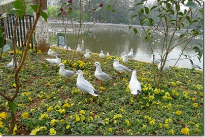 seagulls in Green Lake 翠湖