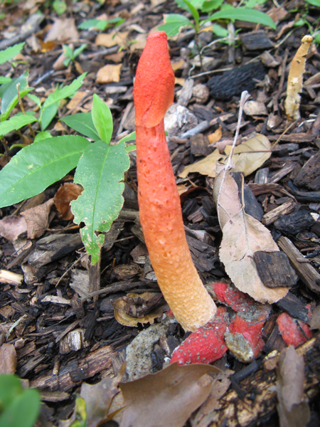 mature stinkhorn mushroom