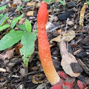 mature stinkhorn mushroom