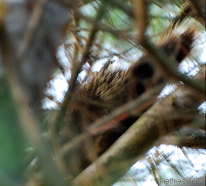 3. porcupine tail-kab
