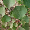 Chinese Tallow Tree