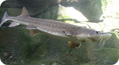 storione Sturgeon storione Sturgeon